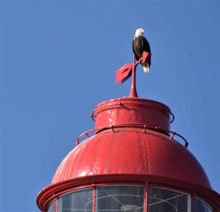 eagle on lighthouse top